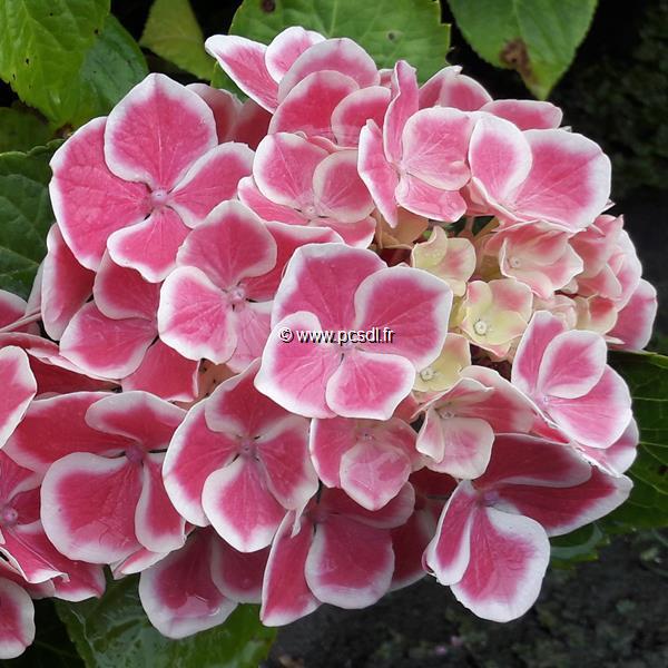 Hydrangea macrophylla Bavaria