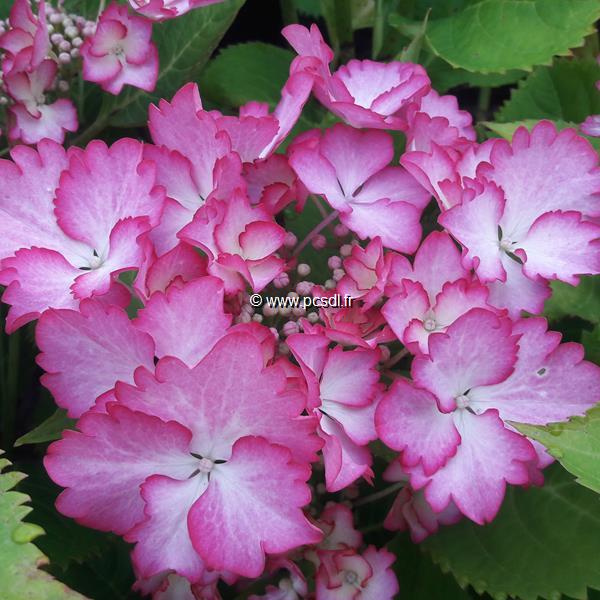 Hydrangea macrophylla French Cancan (2)