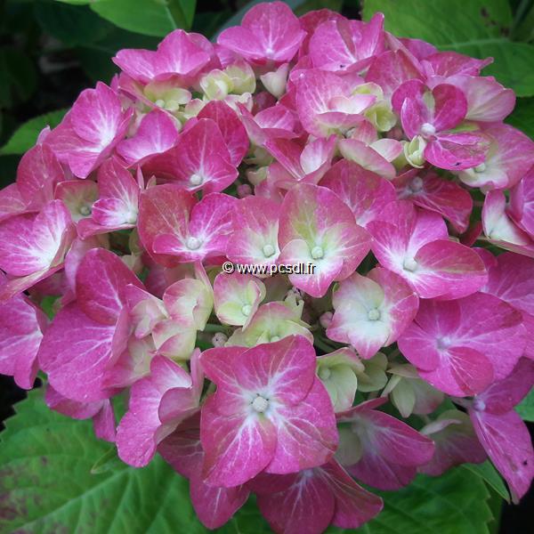 Hydrangea macrophylla Green Fire (2)