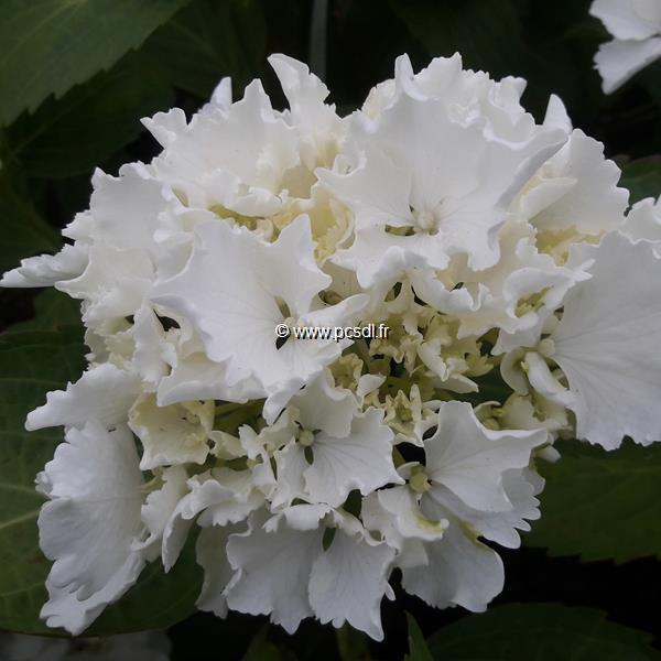 Hydrangea macrophylla Jumbo (3)