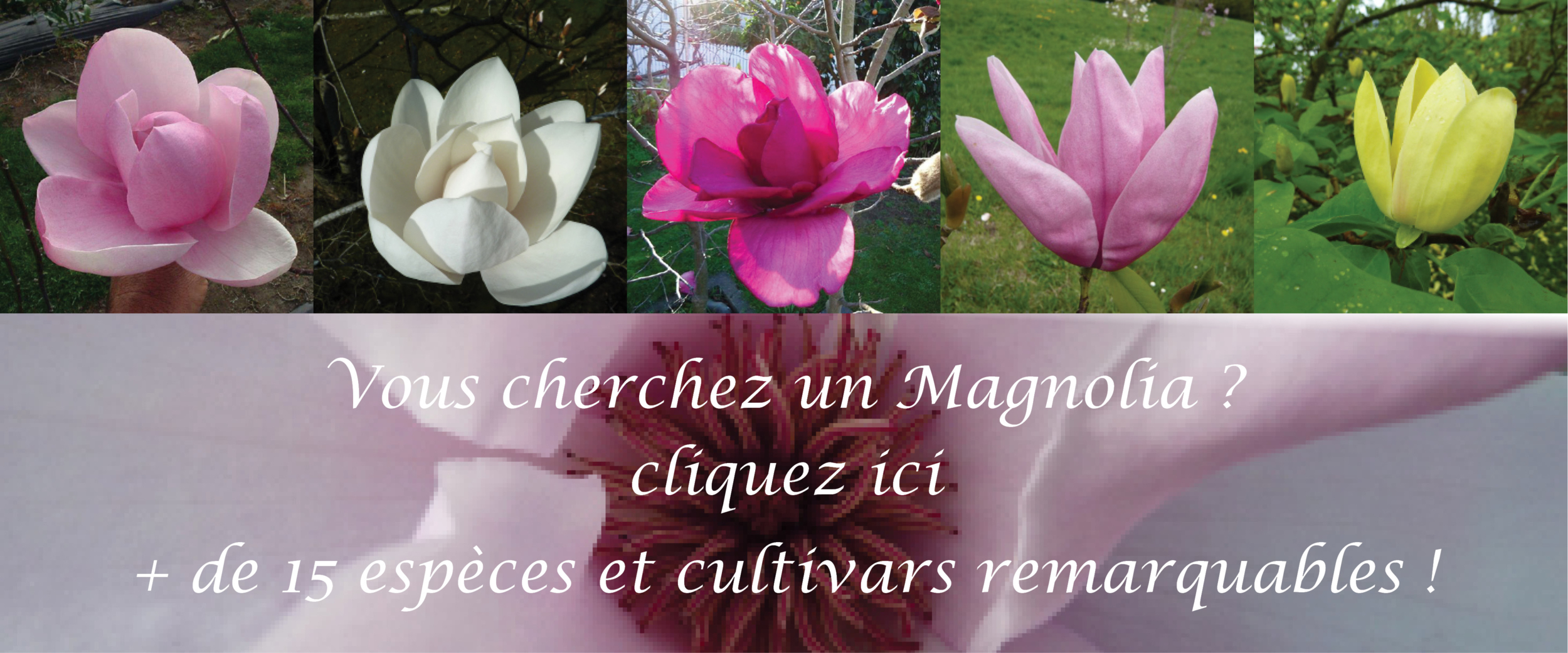 Magnolias caducs