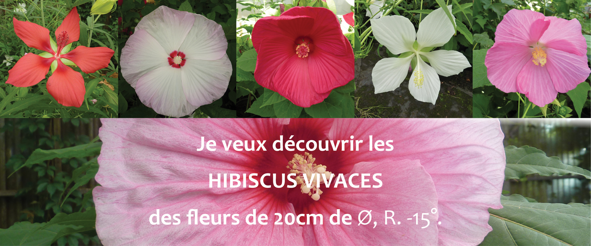 slider hibiscus vivaces