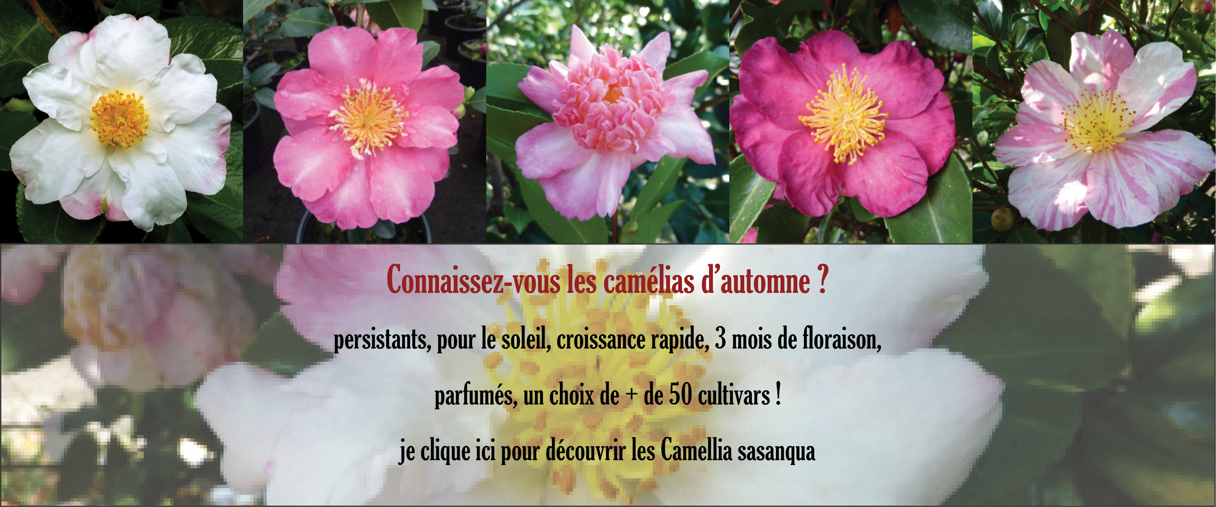 Camélias d'automne
