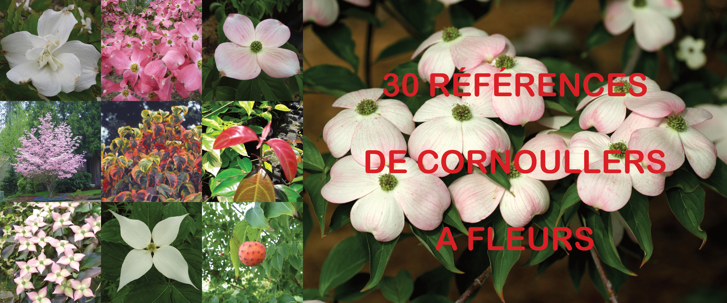Cornus à fleurs