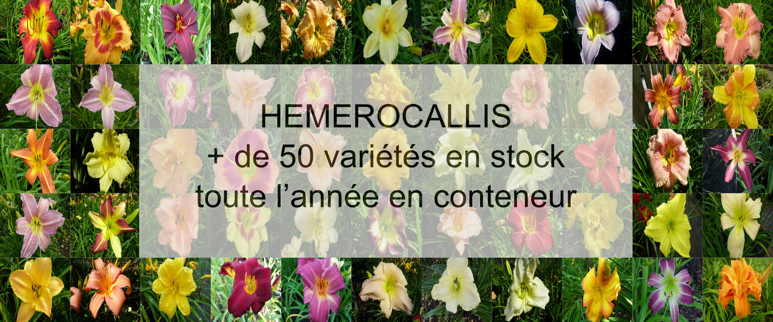 slider hemerocallis 2023