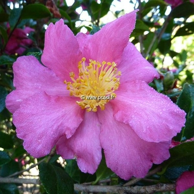 Camellia sasanqua 'Crimson King' - Tous les arbustes - Pépinières côte