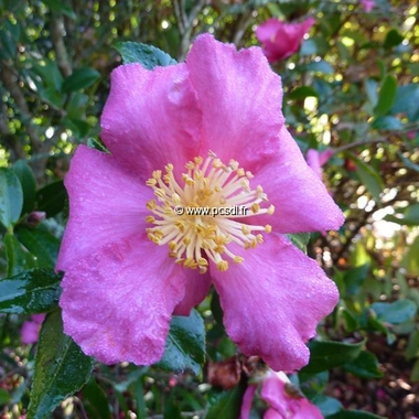 Camellia sasanqua 'Crimson King' - Tous les arbustes - Pépinières côte