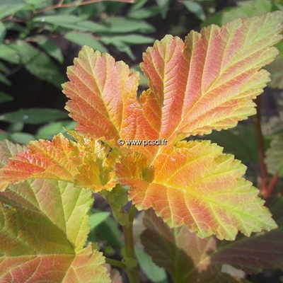 Physocarpus opulifolius 'Amber Jubilée' ® C4L 40/60