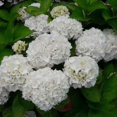 Hydrangea macrophylla White Bouquet (6)