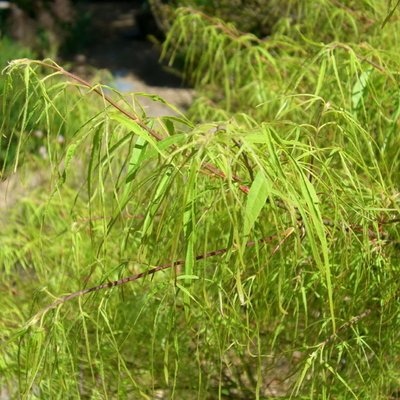Acer palmatum 'Koto-no-ito' C4L 40/60