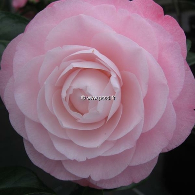 Camellia japonica 'Désire'