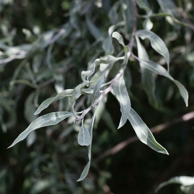 Pyrus salicifolia 'Pendula' C12L 150/175 baliveau
