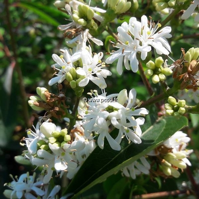 Heptacodium miconioides 'Tianshan' ® C4L 60/80