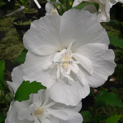 Hibiscus syriacus 'White Chiffon' ® C4L 40/60