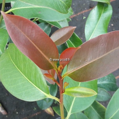 Magnolia compressa C10L 100/125