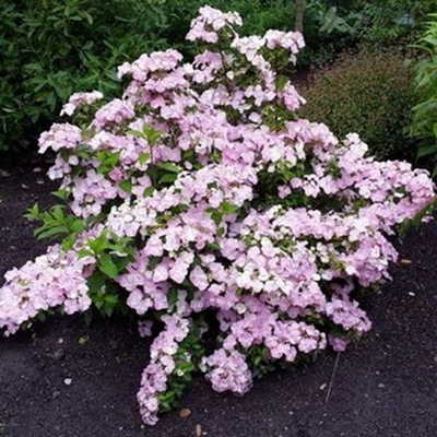 Hydrangea 'French Boléro' ® C4L 20/40