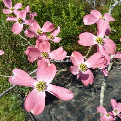 Cornus florida Cherokee Brave