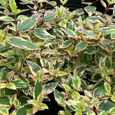 Abelia x grandiflora 'Tricolor Charm' ® C4L 30/40