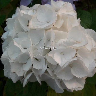 Hydrangea macrophylla 'First White' ® C4L 20/40