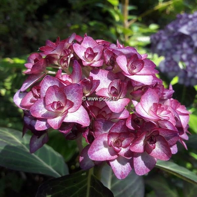 Hydrangea macrophylla 'Miss Saori' ® C4L 20/40