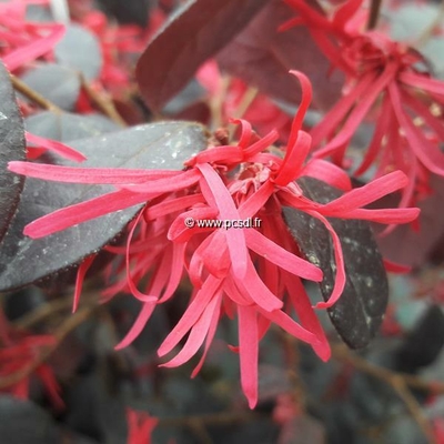 Loropetalum chinense f. rubrum 'Ever Red' ® C4L 40/60