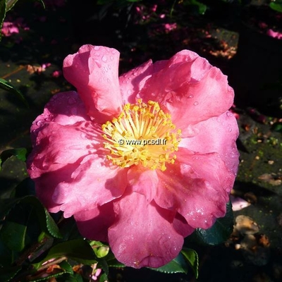 Camellia sasanqua 'Seiko' C5L 60/80
