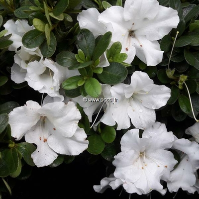 Rhododendron (azalée persistante) 'Encore Autumn Angel' ®