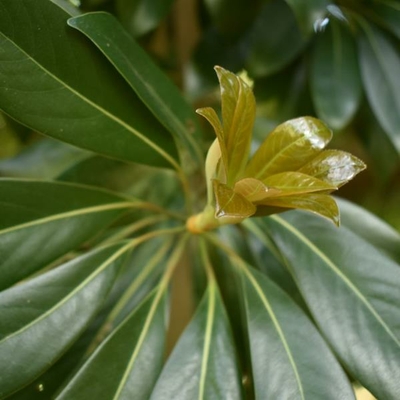 Lithocarpus edulis C4L 80/100