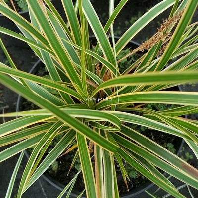 Carex oshimensis 'Everglow' ®  C3L