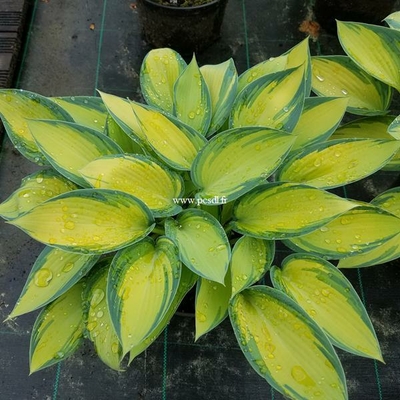 Hosta June