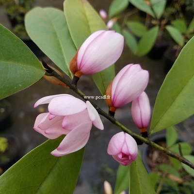 Magnolia figo C4L 40/60