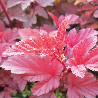 Physocarpus opulifolius Little Angel (1)