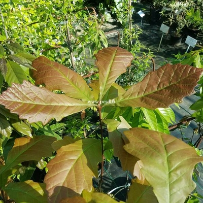 Quercus bicolor C4L 100/125