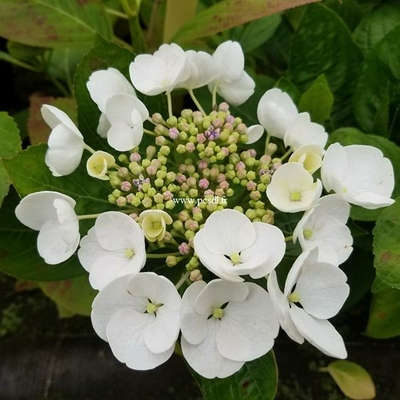 Hydrangea macrophylla Libelle