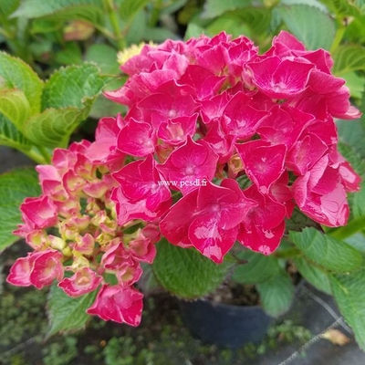Hydrangea macrophylla Ruby Red (1)