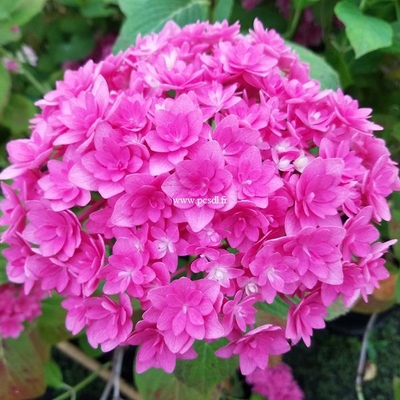 Hydrangea macrophylla Stellar (4)
