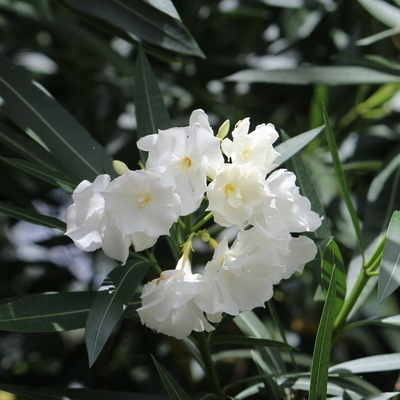 Nerium oleander 'Porto' (blanc double) C12L Tige 1m