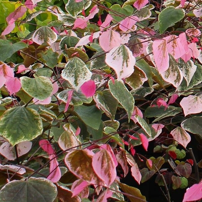 Cercis canadensis Carolina Sweetheart (3)