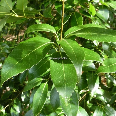 Quercus glauca C4L 40/60