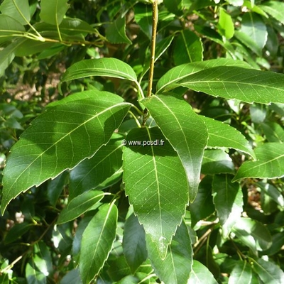 Quercus glauca