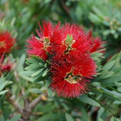 Callistemon Little John (1)