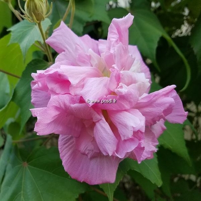 Hibiscus mutabilis 'Double Rose' C4L 40/60