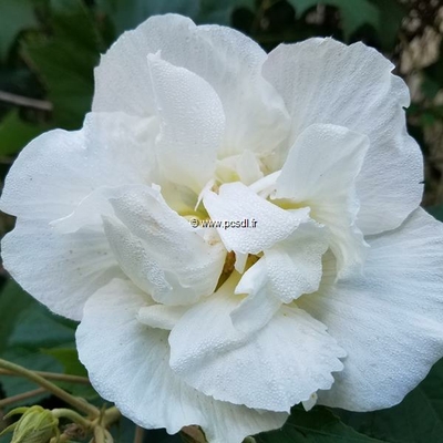 Hibiscus mutabilis 'Double Blanc' C4L 40/60