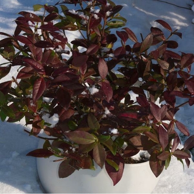 Trachelospermum jasminoides 'Winter Ruby' ®  C4L 40/60