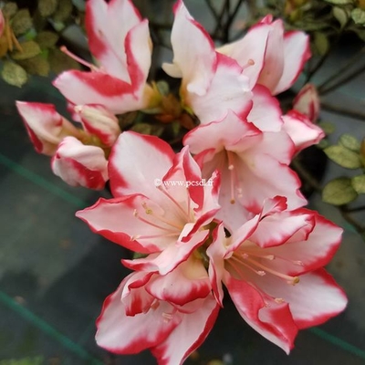 Rhododendron (azalée persistante) 'Sachsenstern'