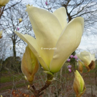 Magnolia 'Elisabeth' C4L 125/150