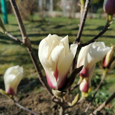 Magnolia denudata 'Sunrise' C4L 60/80
