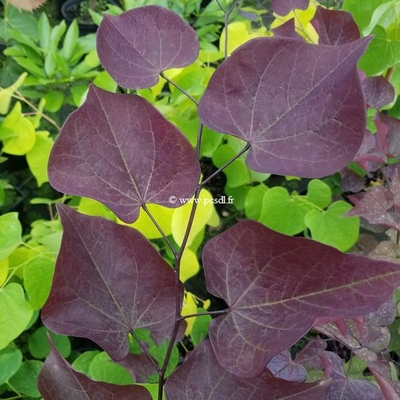 Cercis canadensis 'Red Force' ® C15L 150/175