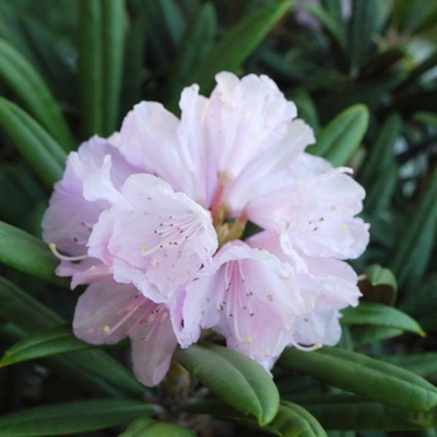 Rhododendron makinoi (2)