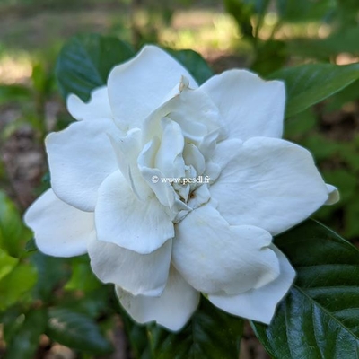 Gardenia jasminoides 'Summer Snow' ® C3L 30/40